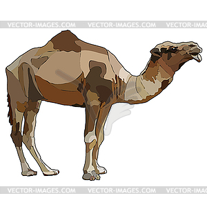 One-humped camel - vector image