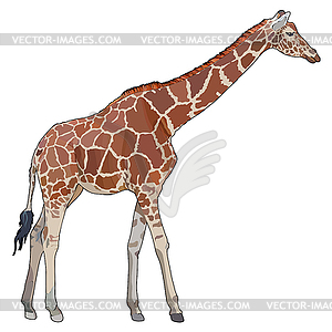Realistic giraffe - vector clipart