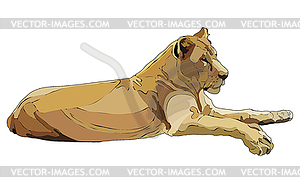 Realistic lioness - vector clip art