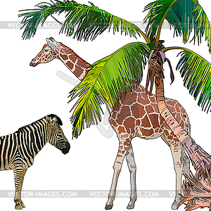 Background with zebra, giraffe and palm tree - vector clipart