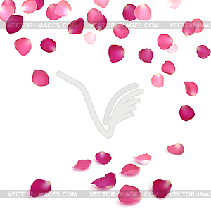 Falling Petals of Pink Roses - vector clip art