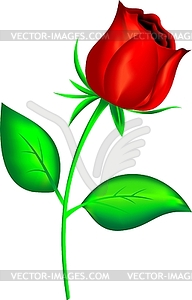 Red rose - vector clipart