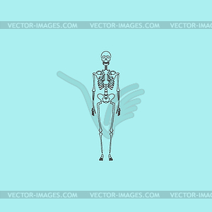 Skeletons - human bones - vector clipart