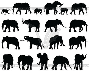 Черные силуэты слонов - изображение в векторе / векторный клипарт