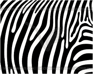 Zebra - vector image