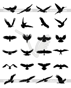 Birds  - vector image