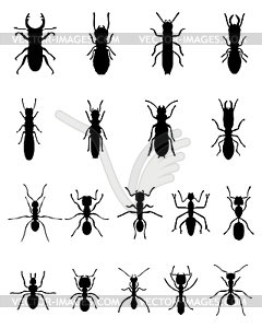 Ants and termites - vector image