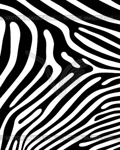 Zebra - vector image