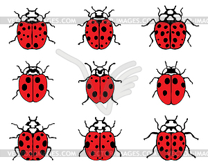 Lady bugs - vector image
