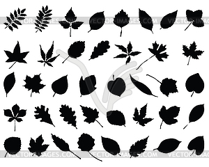 Silhouettes of foliage - vector clipart