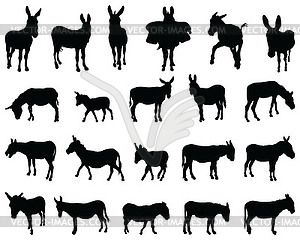 Silhouettes of donkeys - vector image