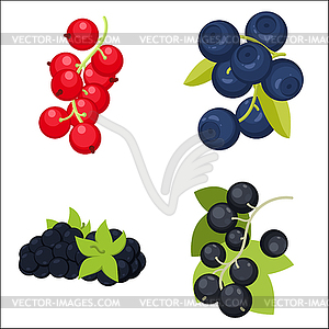 Berries - vector clip art
