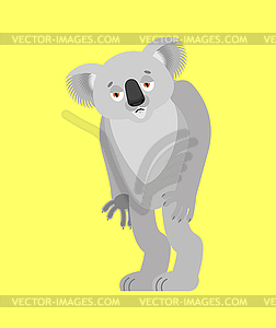 Koala sad. koala bear sorrowful. Beast dull - vector image