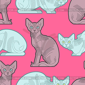 Sphynx cat pattern seamless. Pet background. Home - vector image