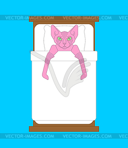 Sphynx cat under covers on bed. Pet - vector image