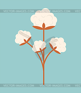 Cotton . Clap flower. Cottons Inflorescence illus - vector image