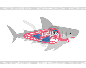 Diver skeleton inside shark. Shark and diver. Marin - vector image