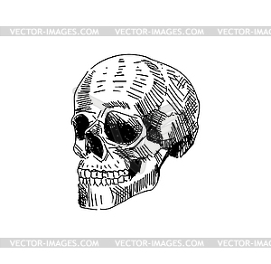 Scull Hand drawing . Skeleton head - vector clipart