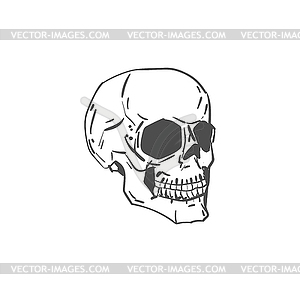 Scull Hand drawing . Skeleton head - vector clipart