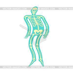 Ghost of transparent man with bones. spirit flies - stock vector clipart