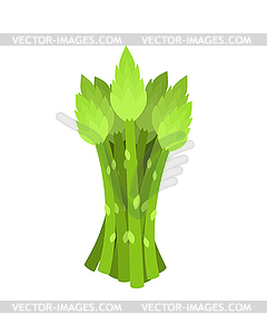 Asparagus bunch . grass edible - vector image