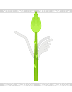 Asparagus . sparrowgrass grass edible illustratio - vector clip art