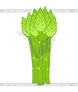 Asparagus bunch . grass edible - vector clip art