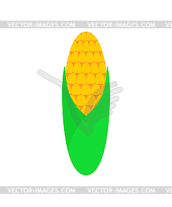 Ear of corn  - vector image