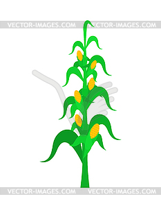 Corn bush  - stock vector clipart