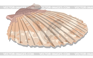 Seashell - vector clipart