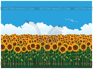 Picturesque field of sunflowers - royalty-free vector image