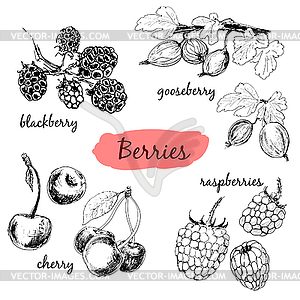 Berries. Set of s - vector image