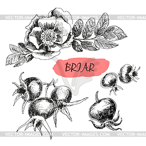 Briar. Wild rose - vector clipart / vector image