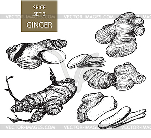 Ginger - royalty-free vector clipart