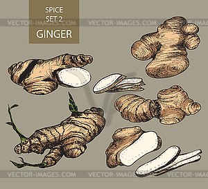 Ginger - vector image