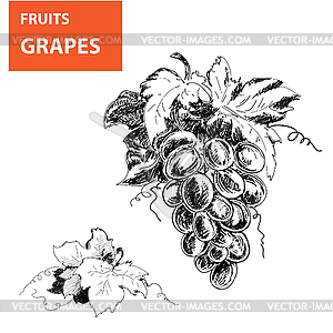 S of grapes - vector image