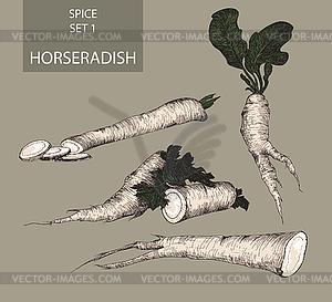 Horseradish - vector image