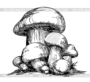 Mushrooms - vector clipart