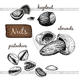 Nuts. Set of s - stock vector clipart