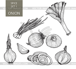 Onion. Set of s - vector clip art