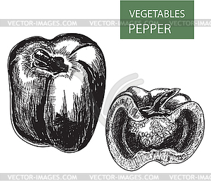 Pepper - vector image