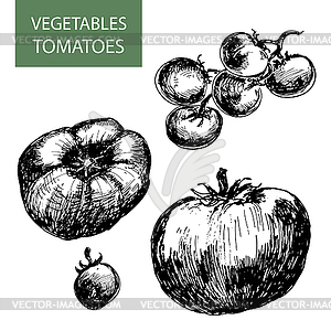 Tomatoes - vector clipart