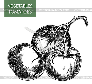 Tomatoes - vector clipart