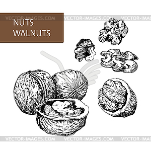 Nuts. Walnuts - vector clipart / vector image