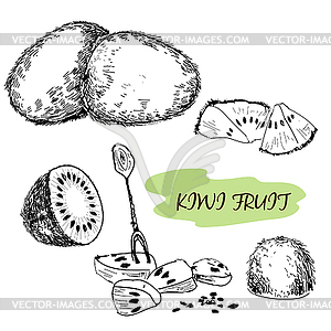 Kiwi fruit - color vector clipart