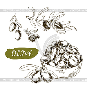 Olive. Set of s - vector clip art