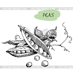 Peas - vector clipart