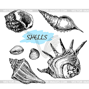 Seashells - vector clipart