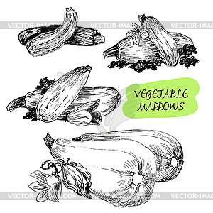 Vegetable marrows - vector image