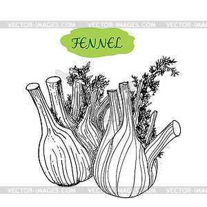 Fennel - vector clip art